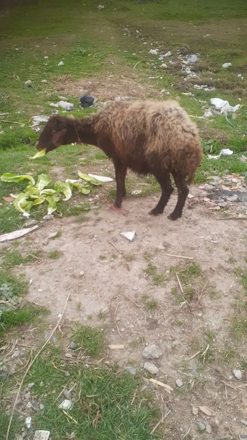 بره گوسفند|حیوانات مزرعه|مینودشت, |دیوار