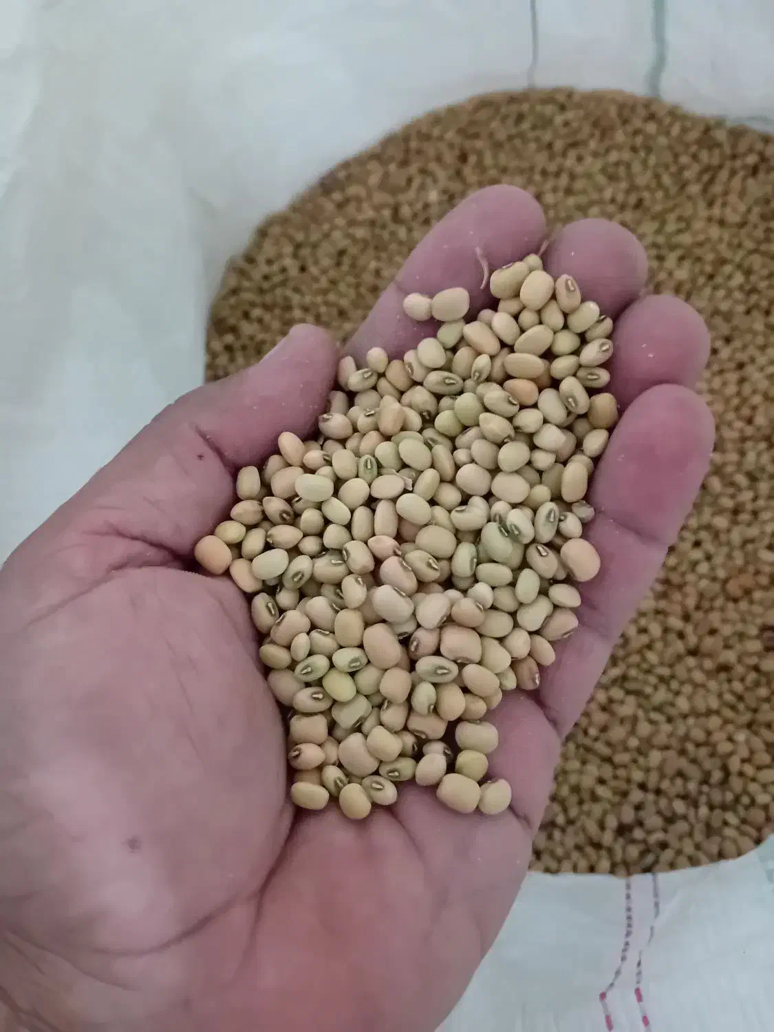 لوبیا آشی|عمدهفروشی|اهواز, سپیدار|دیوار