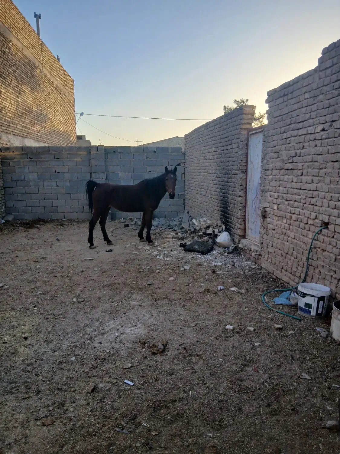 اسب|اسب و تجهیزات اسبسواری|میبد, |دیوار