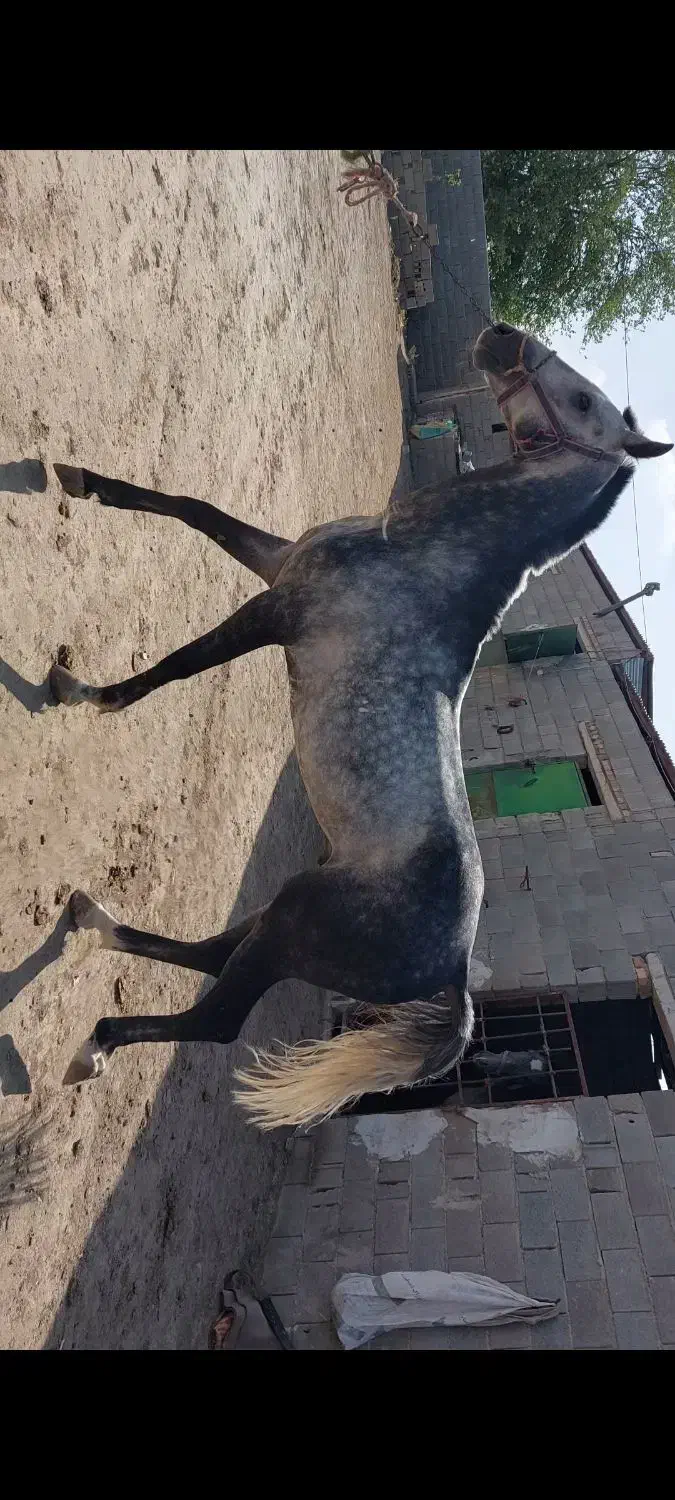 اسب ترکمن نریون|اسب و تجهیزات اسب‌سواری|اسلام‌شهر, شهرک قائمیه|دیوار