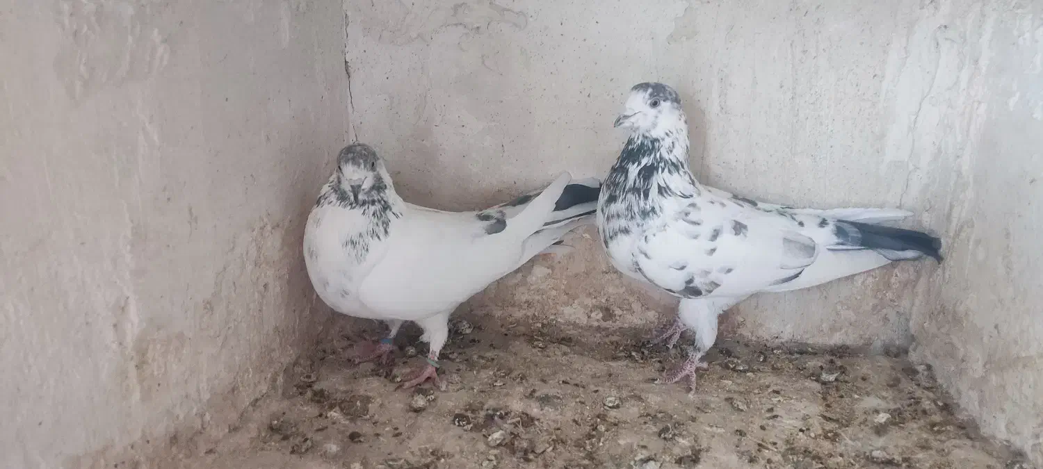 نرو ماده دهن جور|پرنده|کاشان, لتحر|دیوار