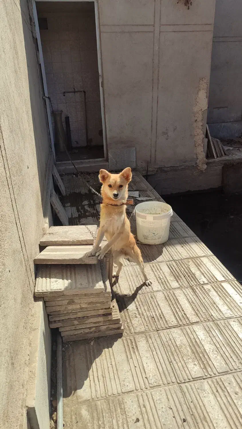 سگ پامرروباهی ماده رنگ نسکافه ای|سگ|بم, |دیوار