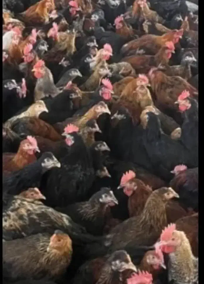 مرغ محلی فروشی|حیوانات مزرعه|بیرجند, |دیوار