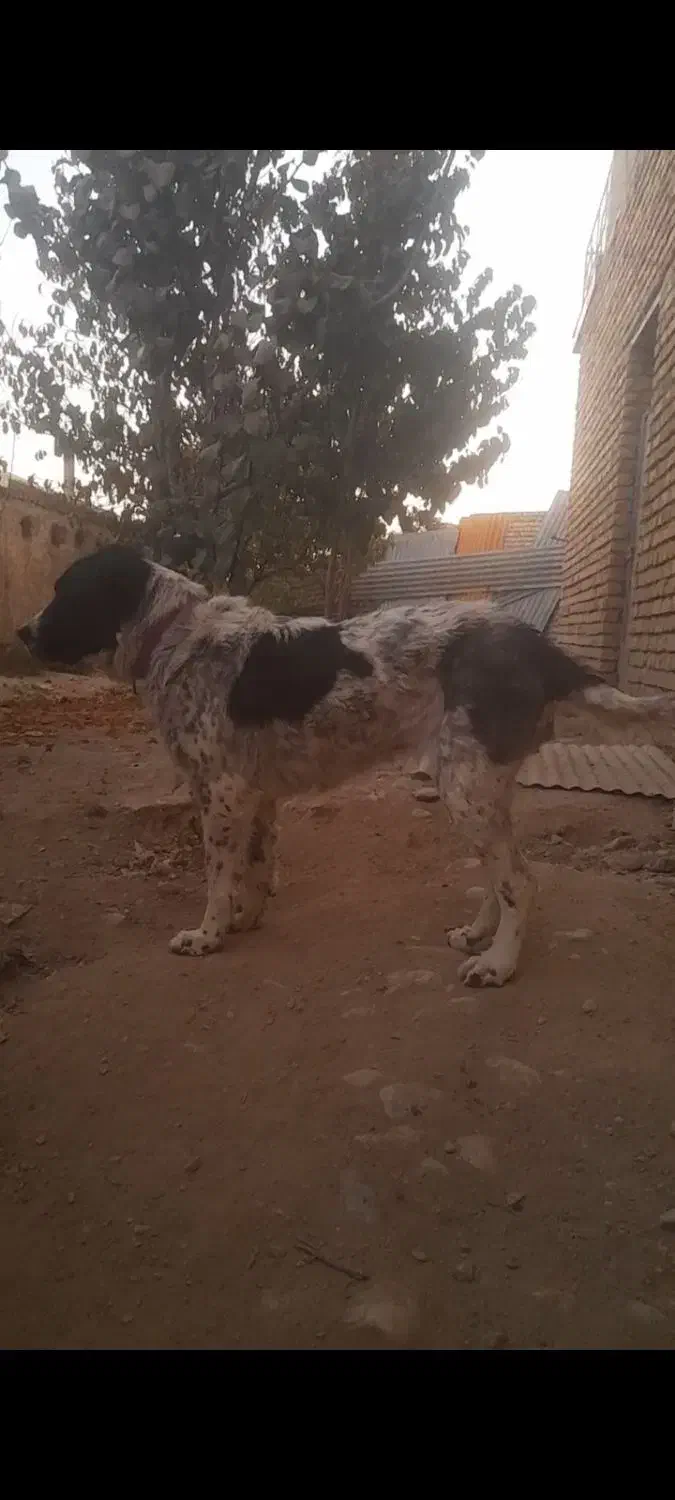 توله لاس یک سال نیمه|سگ|زنده رود, |دیوار