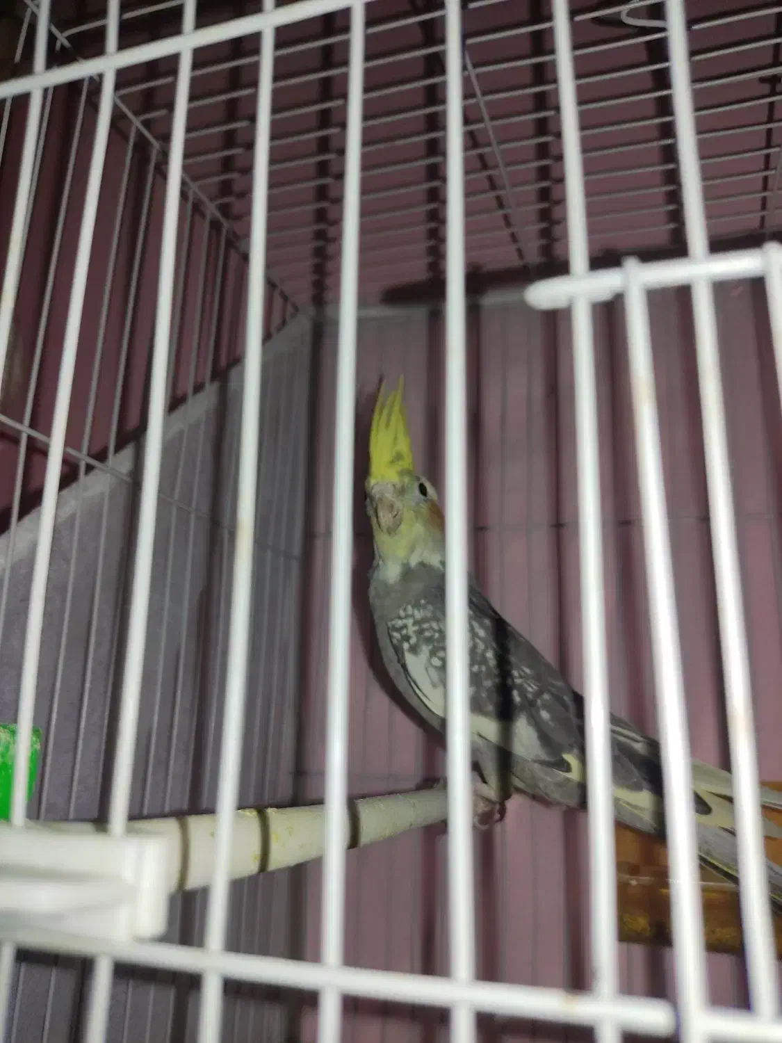 عروس هلندی با جوج|پرنده|فریمان, |دیوار