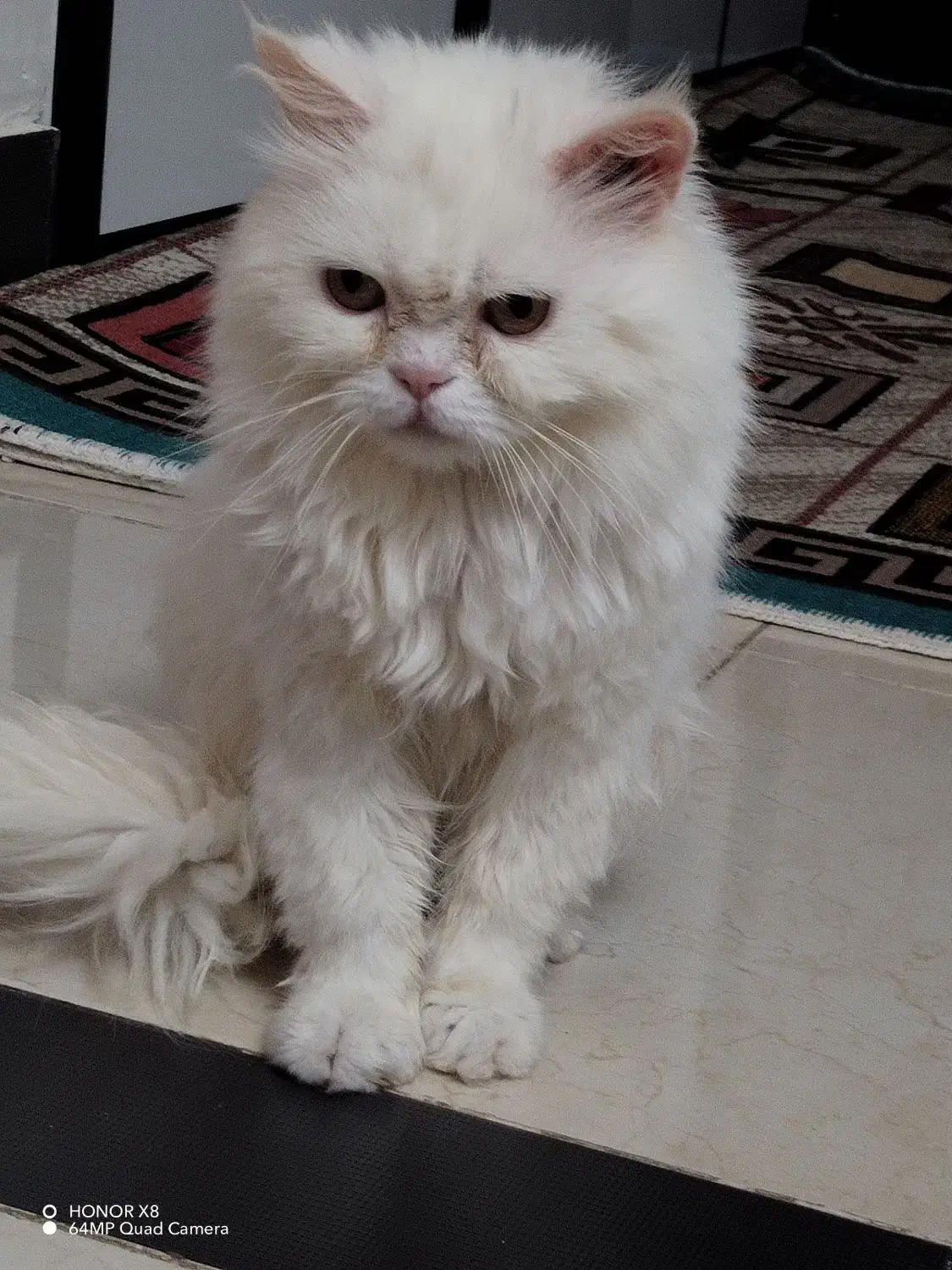 گربه پرشین|گربه|قوچان, |دیوار