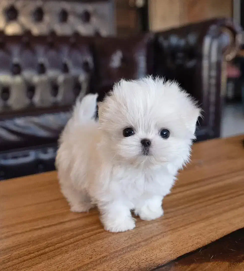 مالتیز تیکاپ|سگ|باوی, |دیوار