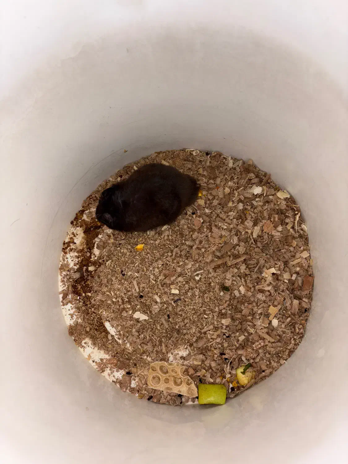 همستر|موش و خرگوش|خمینی‌شهر, |دیوار