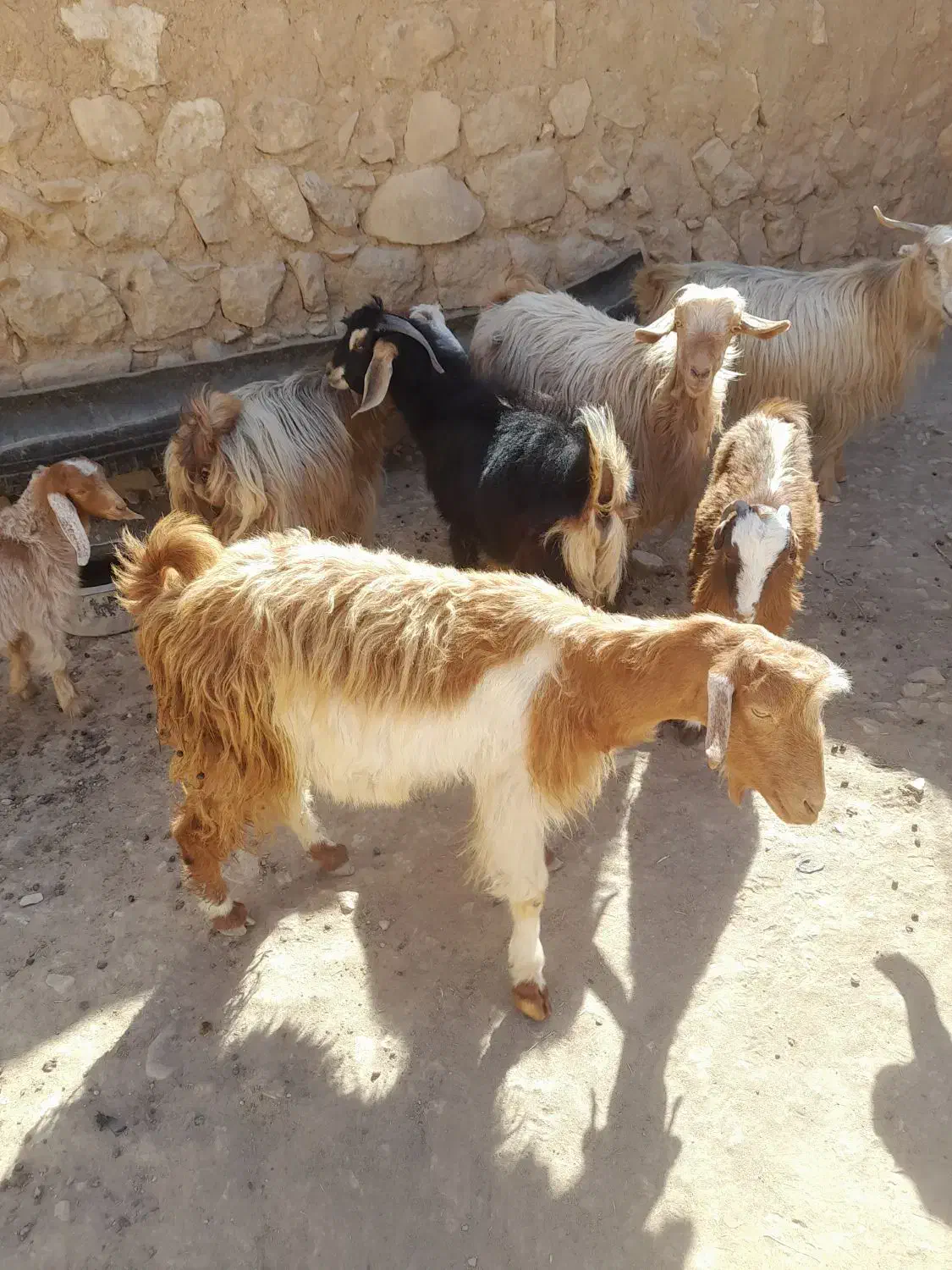 بز داشتی|حیوانات مزرعه|کوهدشت, |دیوار