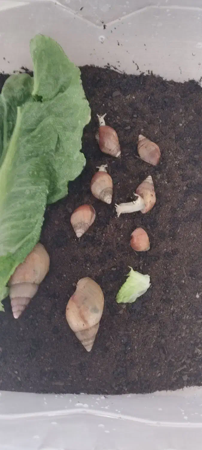 فروش حلزون|خزنده|همدان, |دیوار