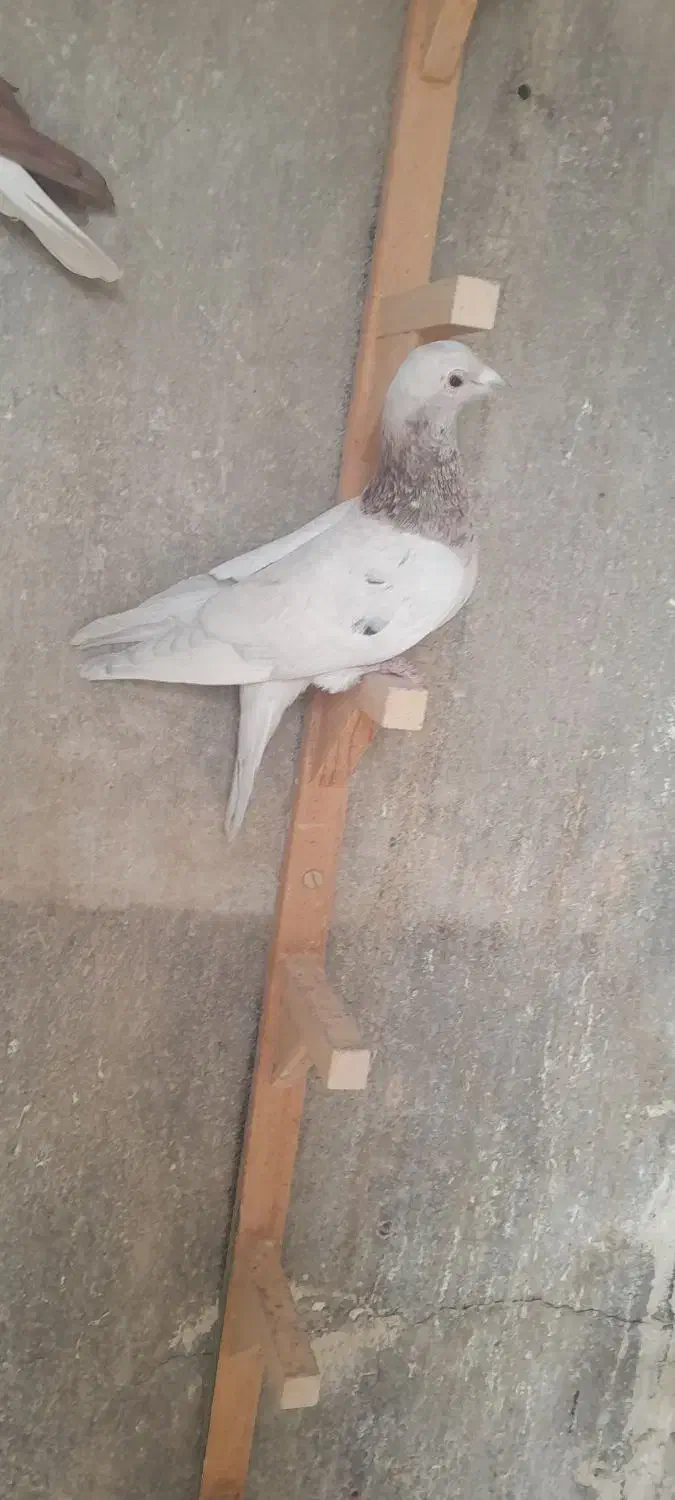 سرور گرفتنی حریف|پرنده|شیراز, تندگویان|دیوار