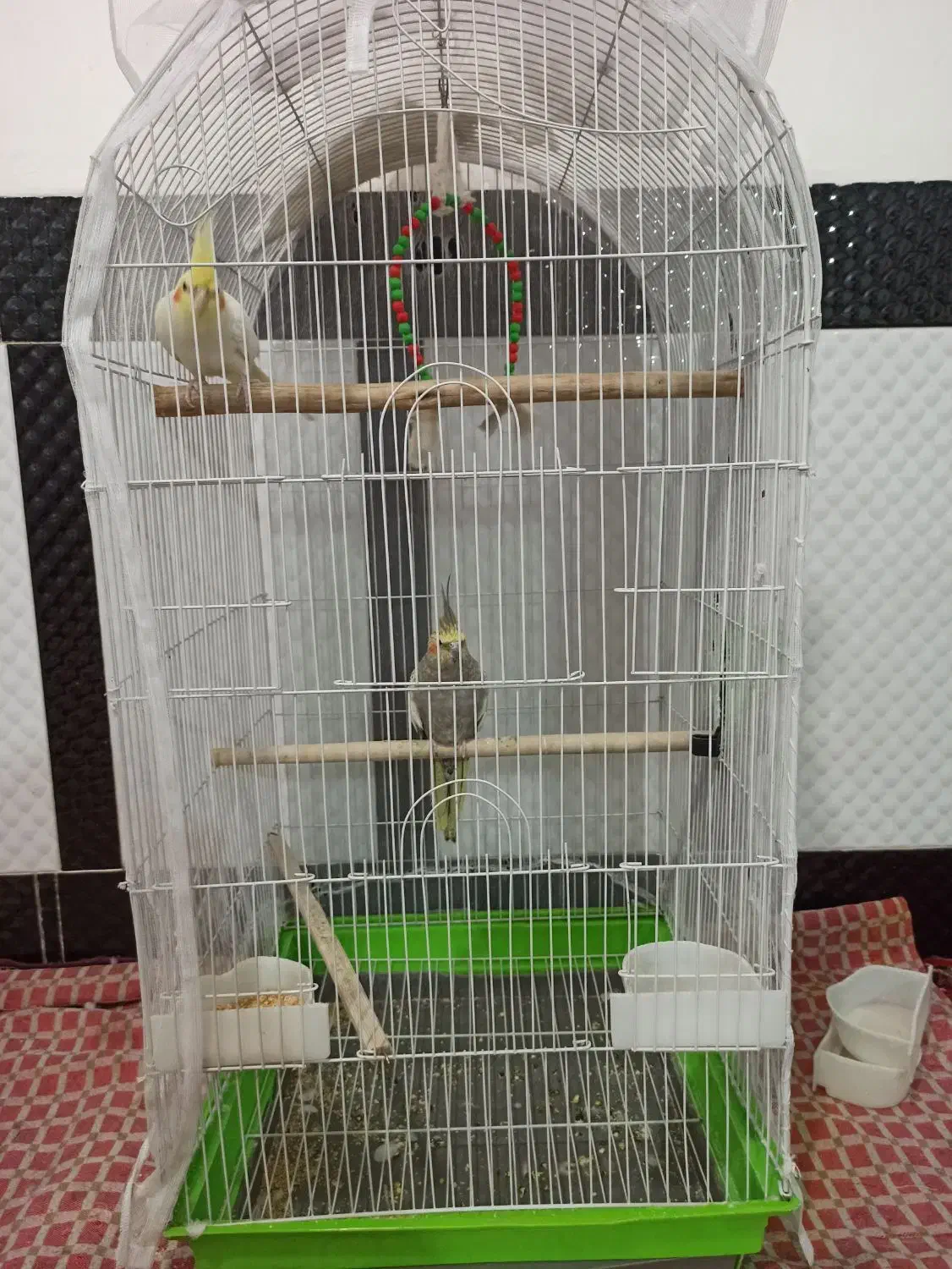 دو عدد عروس هلندی دستی|پرنده|دره شهر, |دیوار