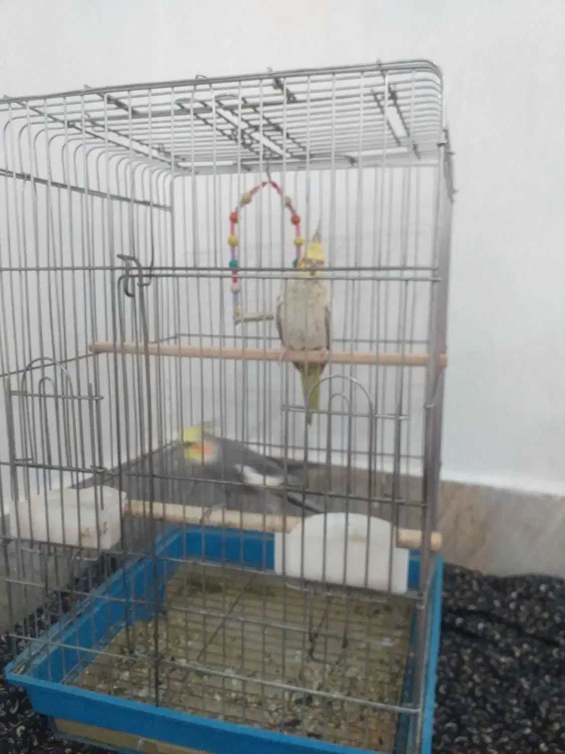 عروس هلندی نرماده|پرنده|بروجرد, |دیوار