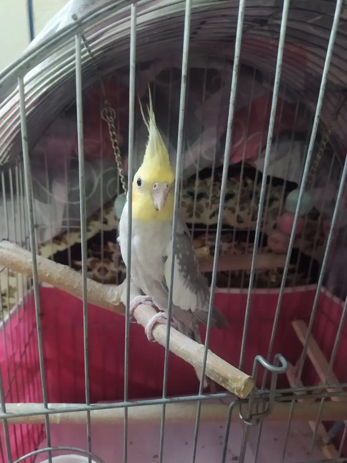 عروس هلندی نر دستی|پرنده|فولادشهر, B7|دیوار