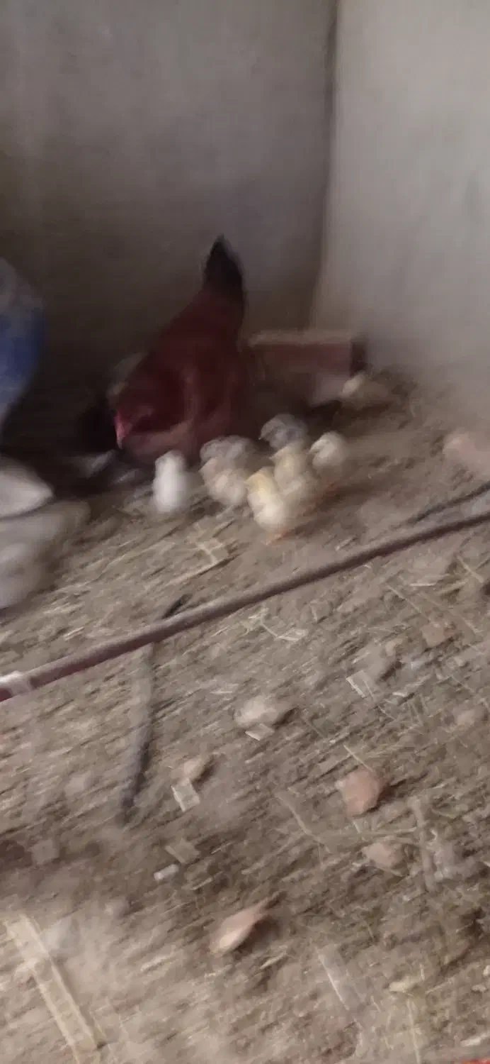 بوقلمون .کشک سفید .دوغ|حیوانات مزرعه|هامون, |دیوار