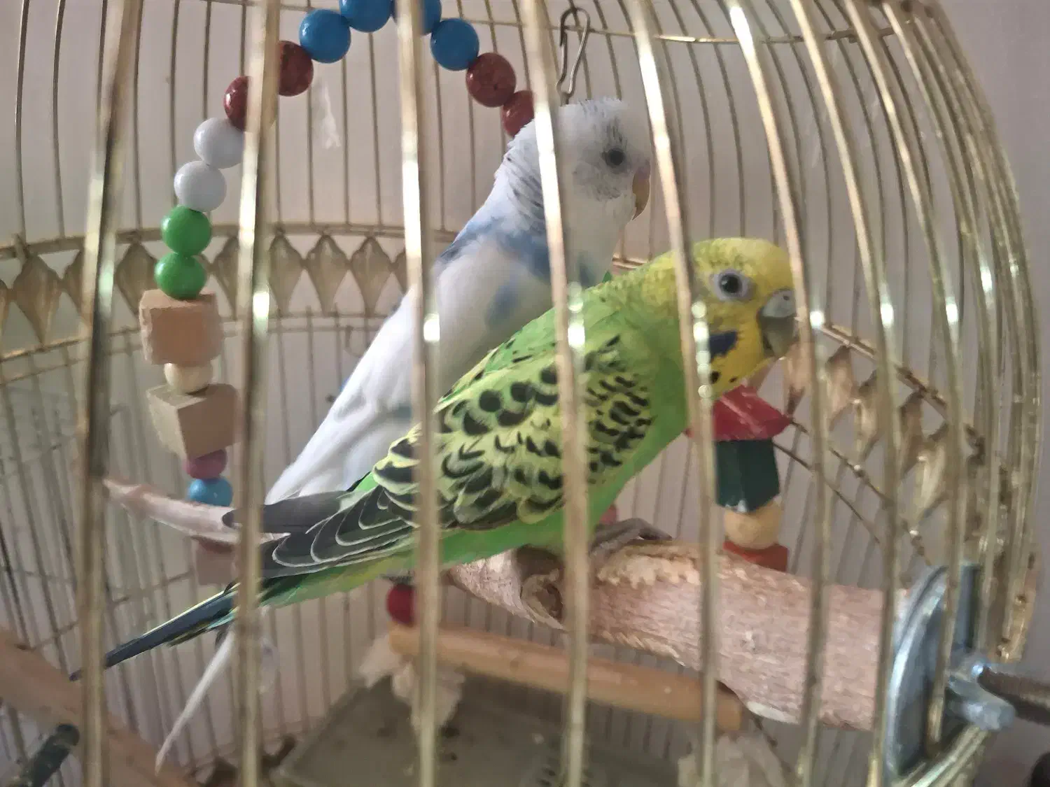 جفت مرغ عشق هشت ماهه|پرنده|مشهد, دانشجو|دیوار