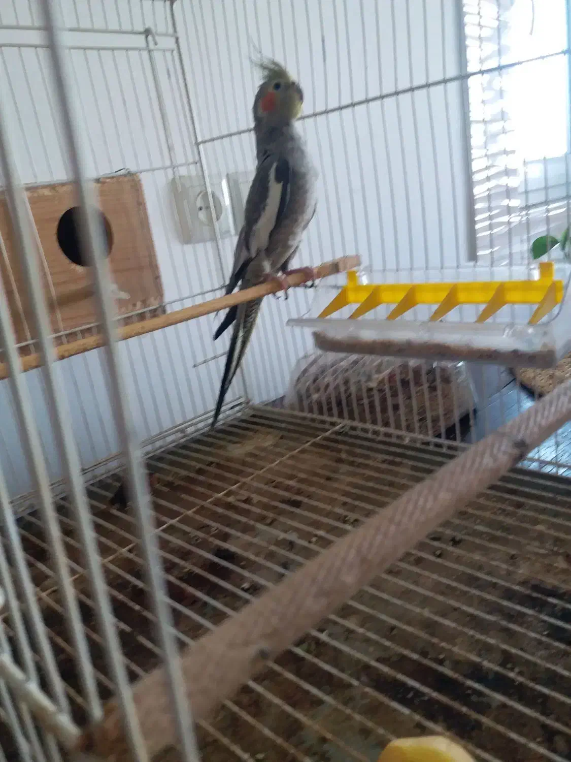 طوطی عروس هلندی ماده|پرنده|بابل, |دیوار