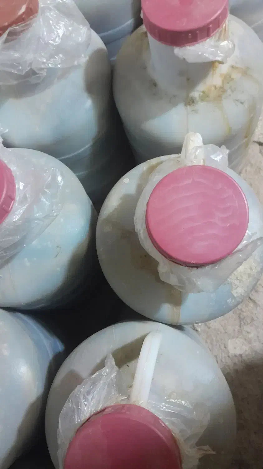 خیار شور همدان|خوردنی و آشامیدنی|قم, شهر قائم|دیوار