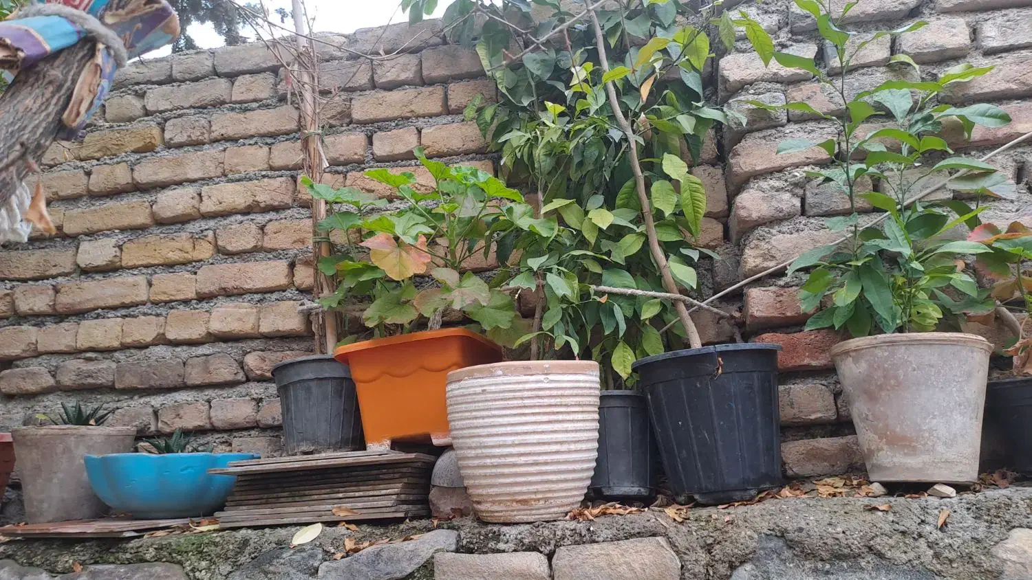 این گلهای میفروشم جای گرمایشی ندارم|گل و گیاه طبیعی|بومهن, |دیوار