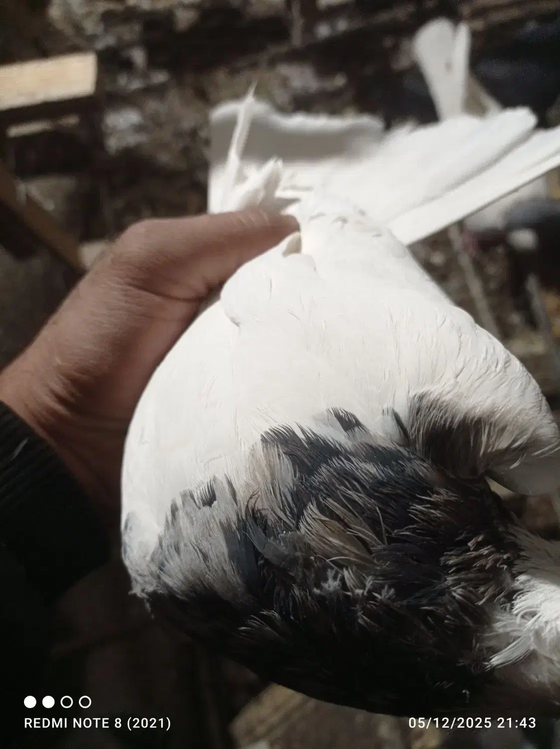 طوق سور|پرنده|بم, |دیوار