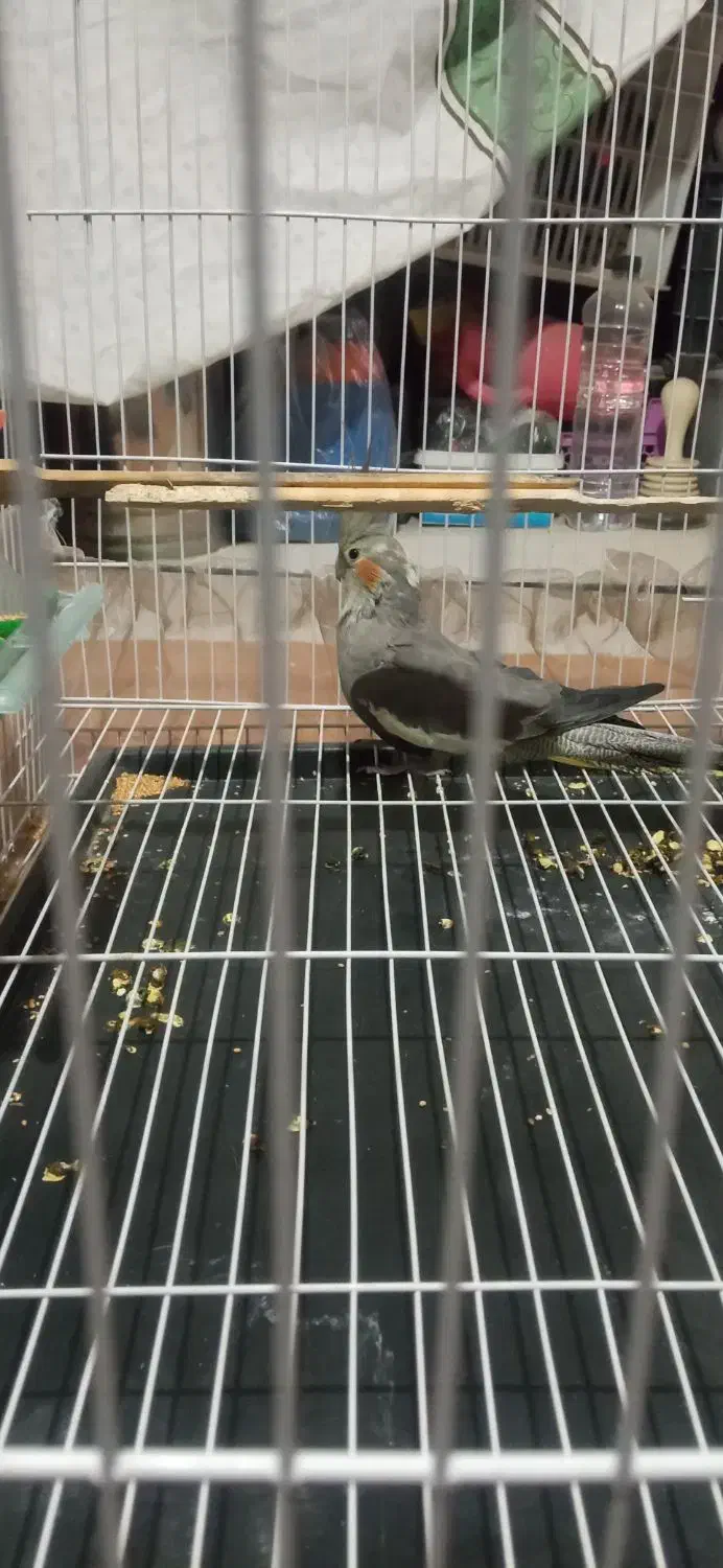 عروس هلندی|پرنده|سبزوار, هویزه|دیوار