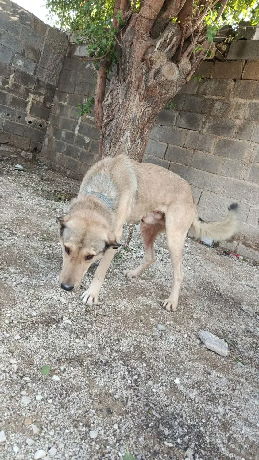 سگ شرطی|سگ|لامرد, |دیوار