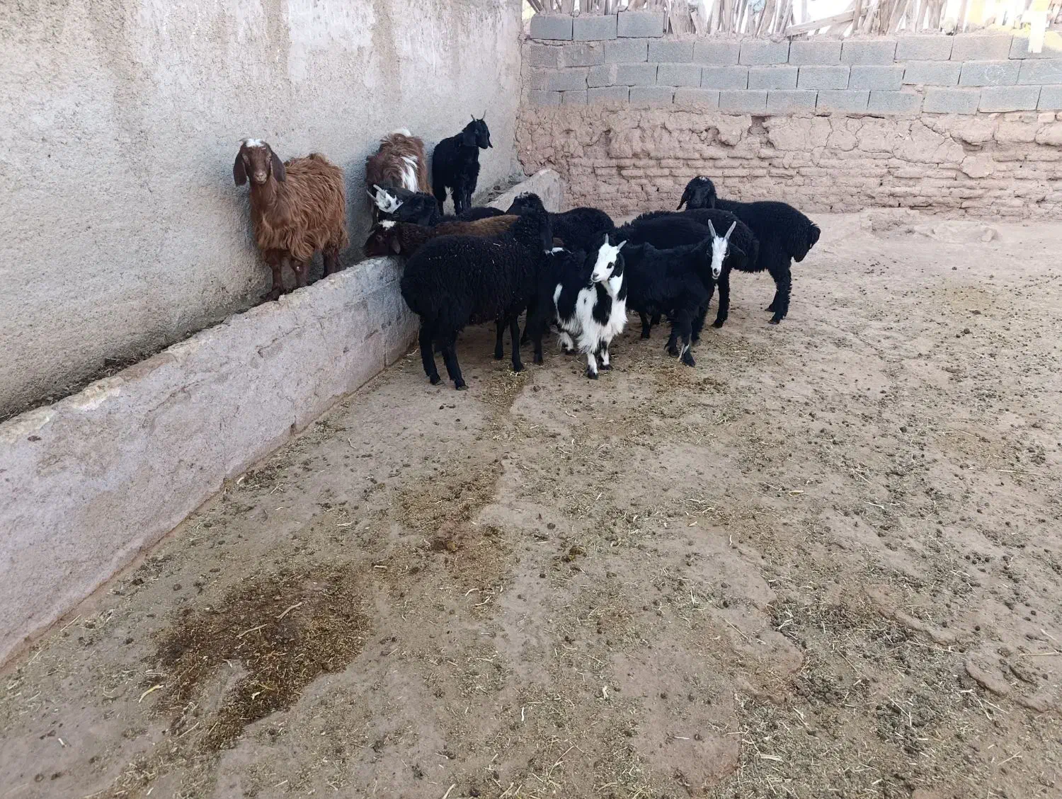 بره شیر مست با۵عدد بزغاله شیرمست|حیوانات مزرعه|زاویه, |دیوار