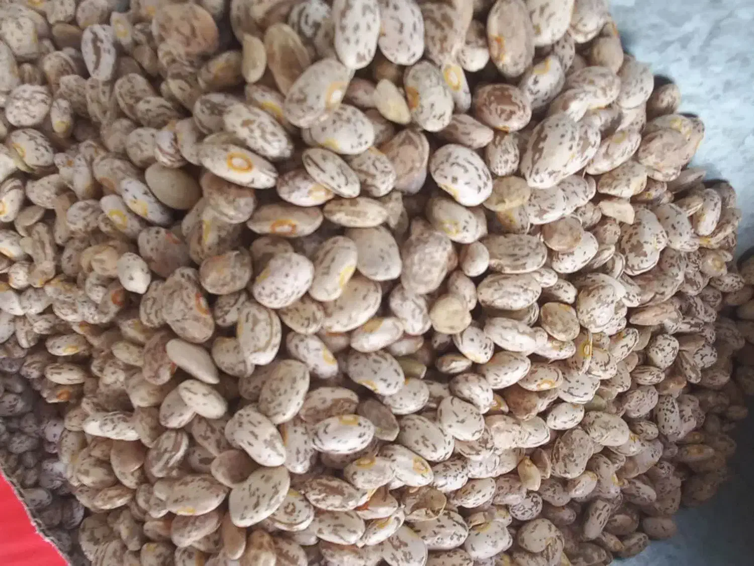 لوبیا چیتی ایرانی و حبوبات|عمدهفروشی|قم, هفت تیر|دیوار