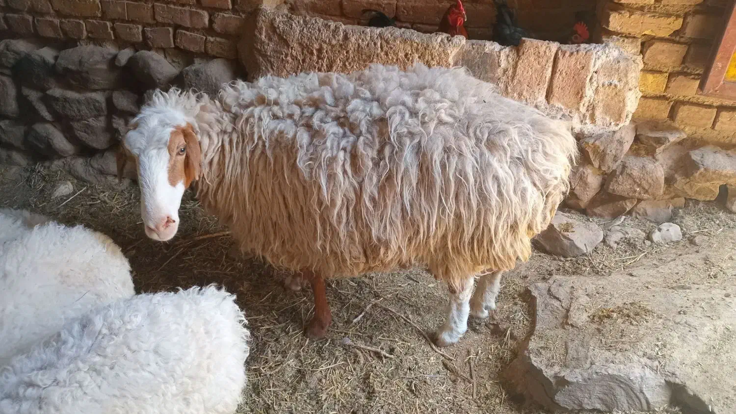 میش چاق جوان|حیوانات مزرعه|درمیان, |دیوار