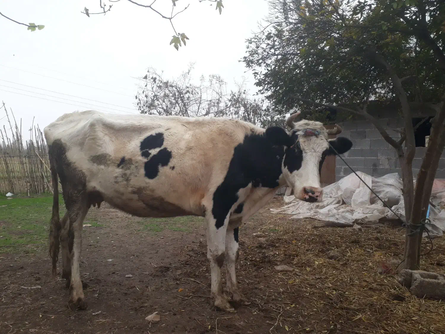 گاوهلیشتاین|حیوانات مزرعه|لولمان, |دیوار