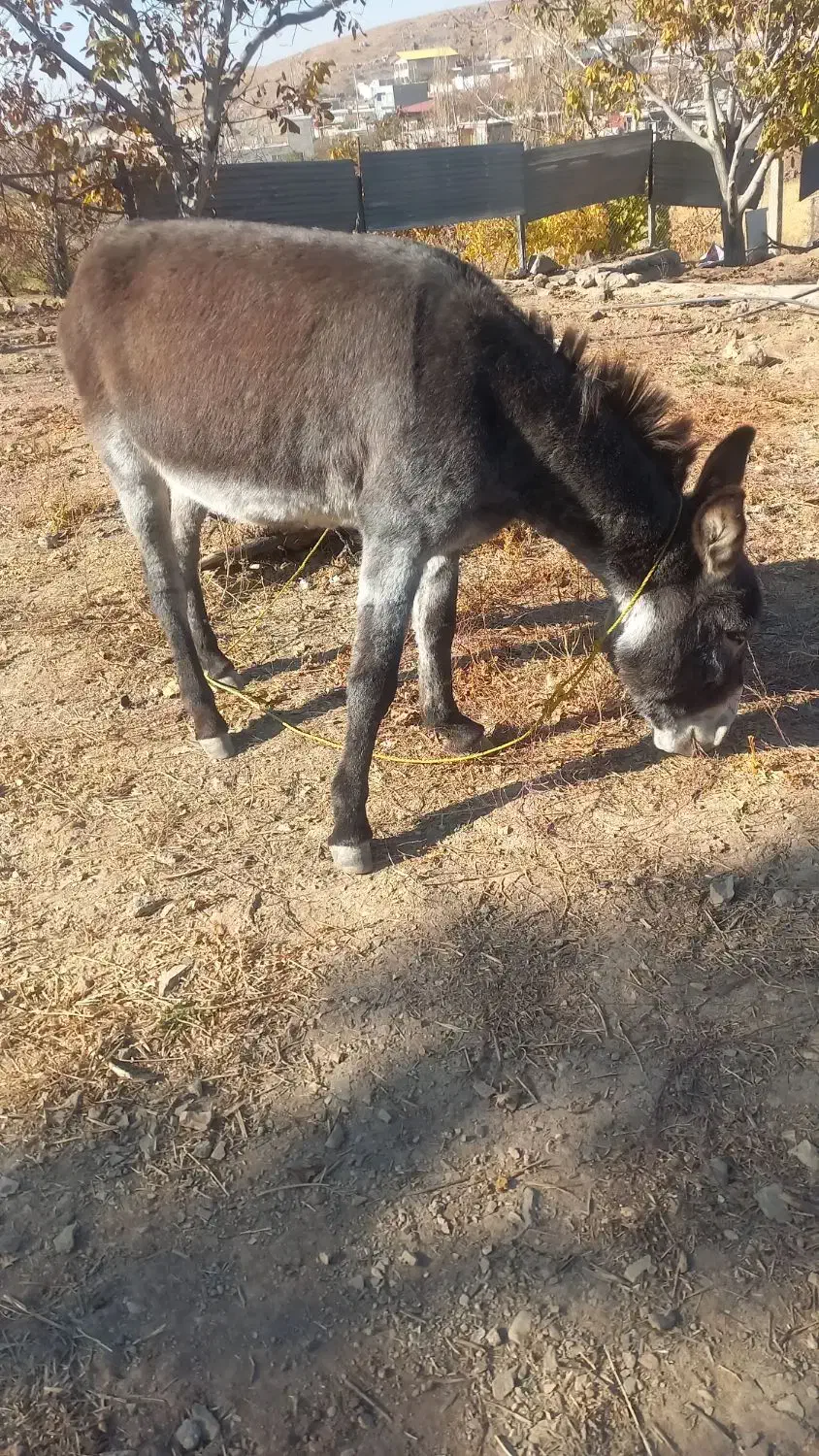 الاغ جوان نر|حیوانات مزرعه|قزوین, |دیوار