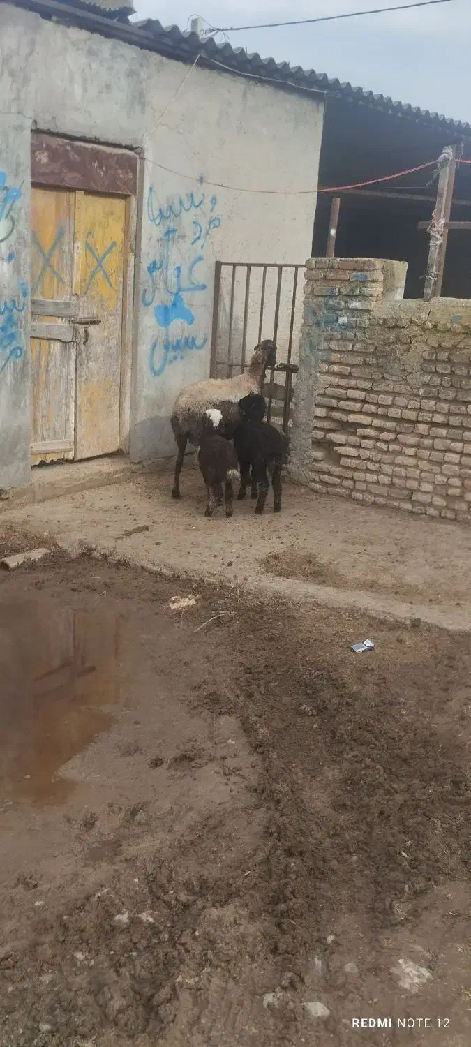 گوسفند|حیوانات مزرعه|سیمین شهر, |دیوار