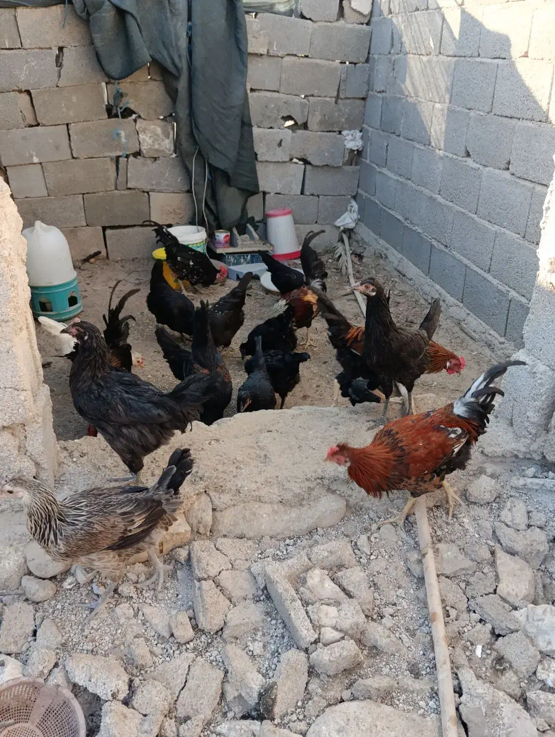 مرغ و خروس محلی|حیوانات مزرعه|خورموج, |دیوار