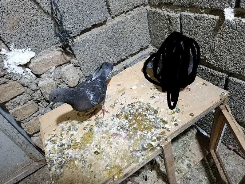 جان آردن اصل|پرنده|هشتگرد, تهران دشت|دیوار