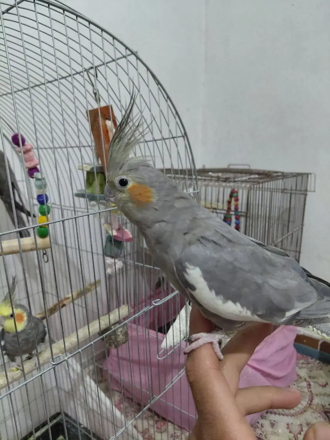 عروس هلندی|پرنده|اصفهان, عمان سامانی|دیوار