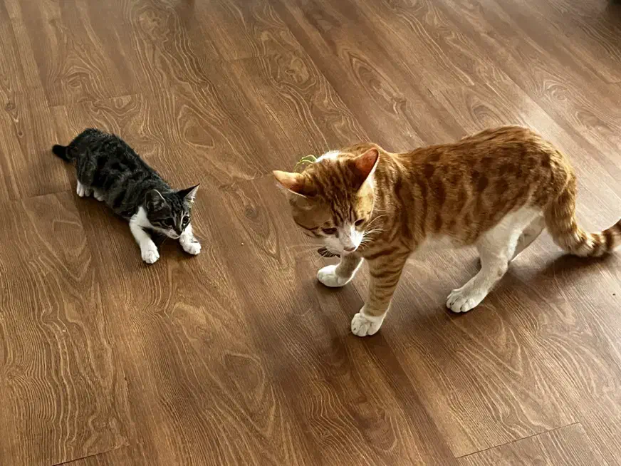 حیوانات گمشده|حیوانات|بجنورد, |دیوار