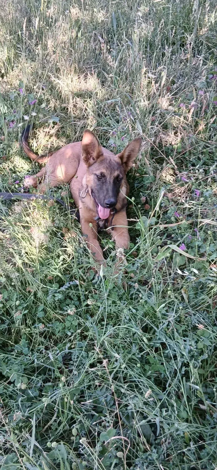 فروش سگ مالیونز|سگ|زرند, |دیوار