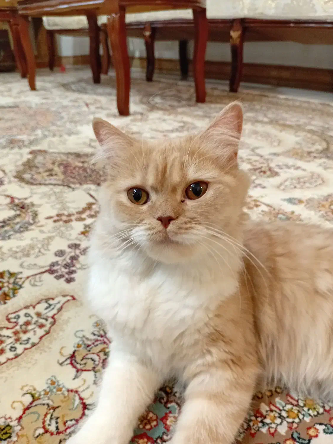 گربه بریتیش|گربه|ساوه, |دیوار