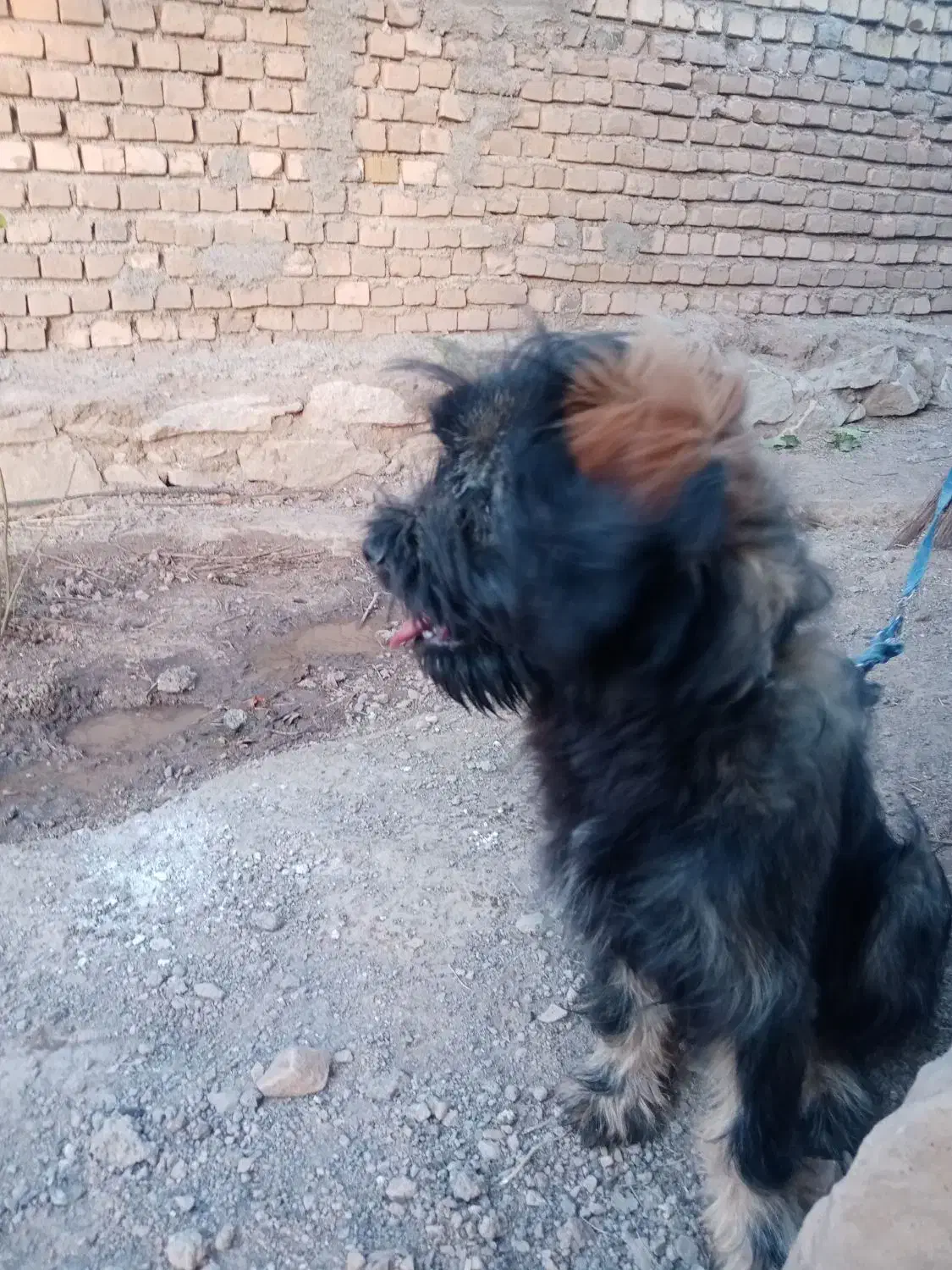 حیوانات خانگی|سگ|سبزوار, قصبه شرقی|دیوار