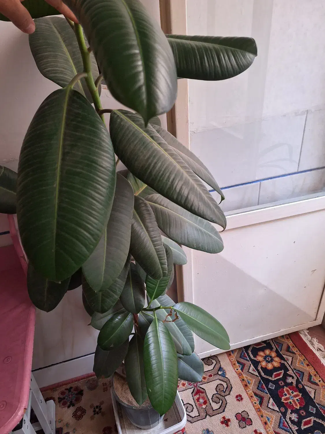 گل فیلی|گل و گیاه طبیعی|اصفهان, ارزنان|دیوار