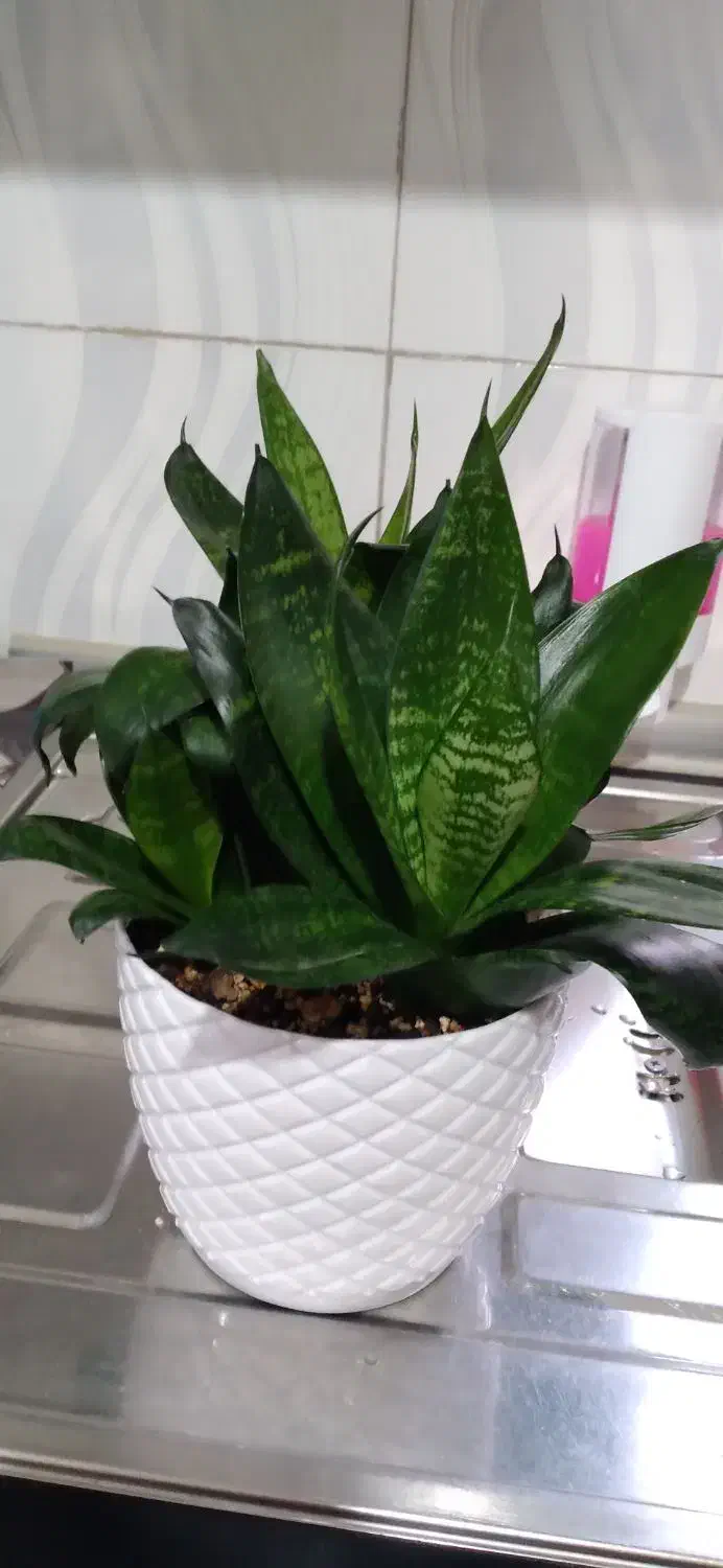 تعدادی گل به فروش میرسد|گل و گیاه طبیعی|محمدیه-قزوین, |دیوار