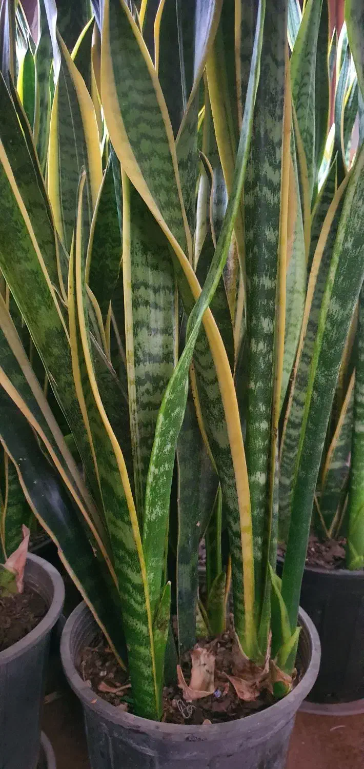 گیاهان آپارتمانی|گل و گیاه طبیعی|امامزاده عبدالله, |دیوار