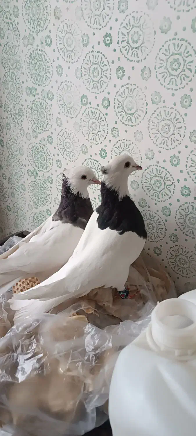 طوقی روزگاری|پرنده|لردگان, |دیوار