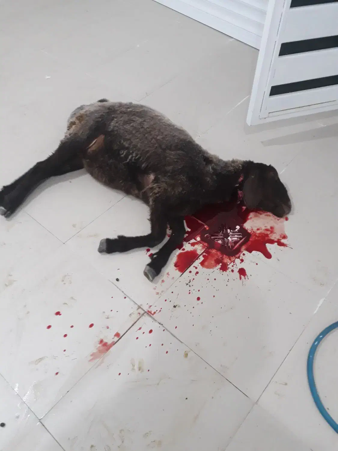 ذبح وسلاخی ویژه شب یلدا|خدمات پذیرایی، مراسم|دورود, |دیوار