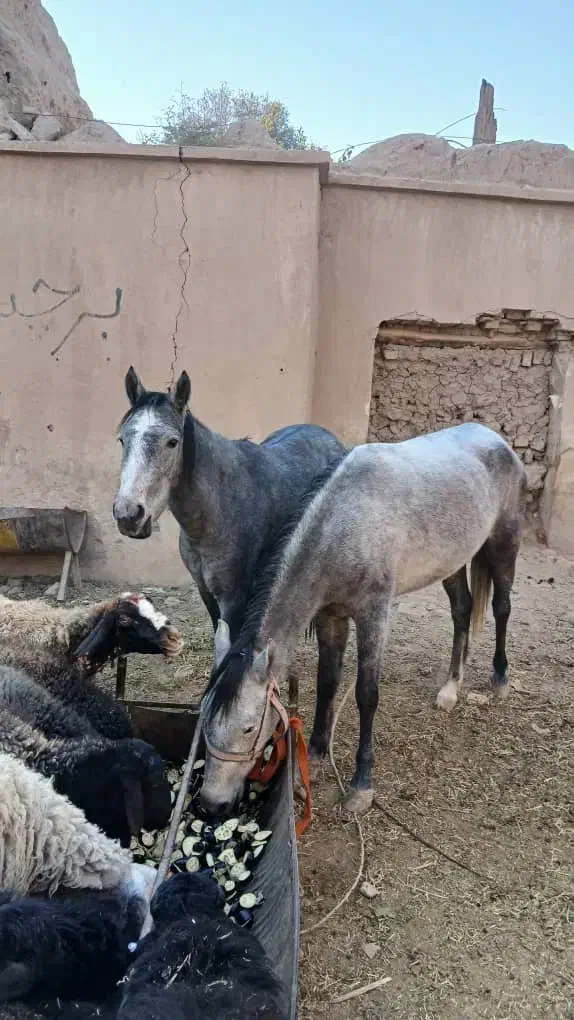 اسب (مادیون)با کره *مادیون|اسب و تجهیزات اسب‌سواری|پیشوا, |دیوار