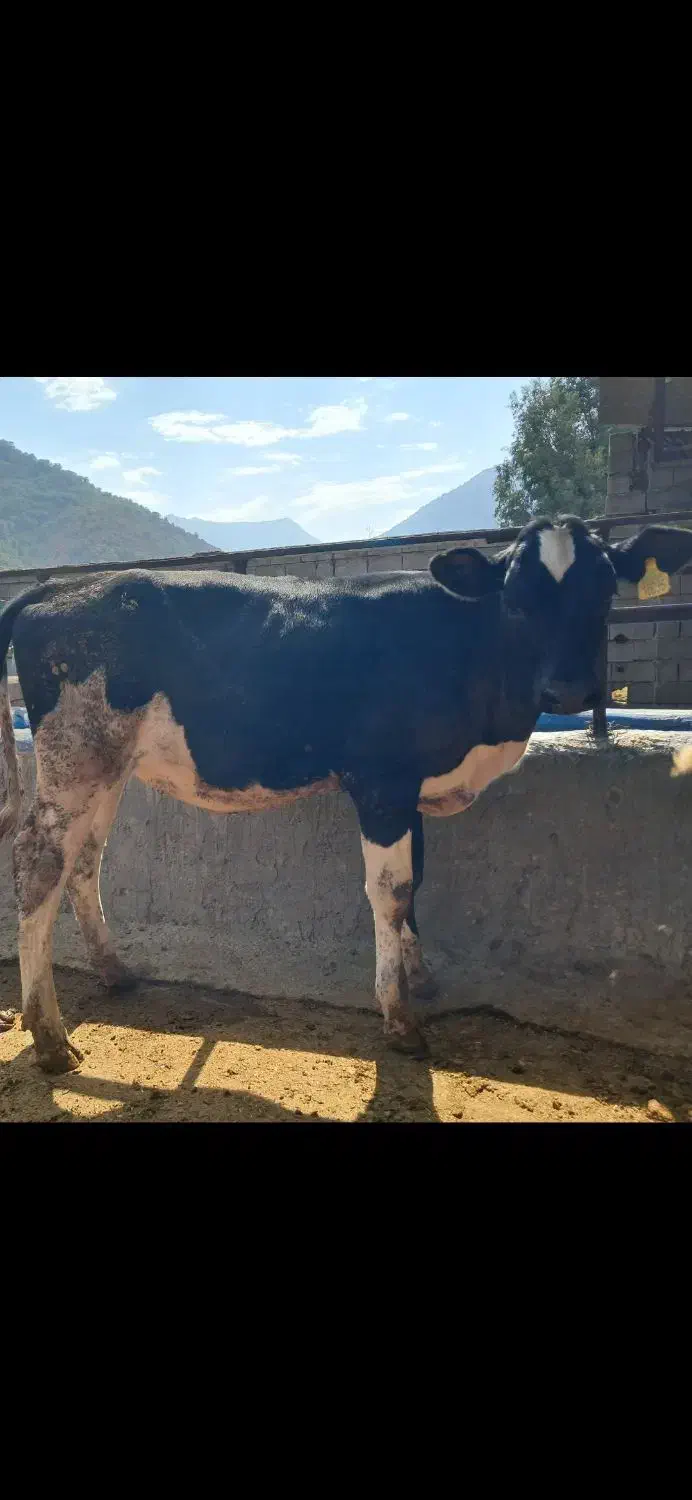 گوساله هلشتاین جنس شیری|حیوانات مزرعه|رامیان, |دیوار