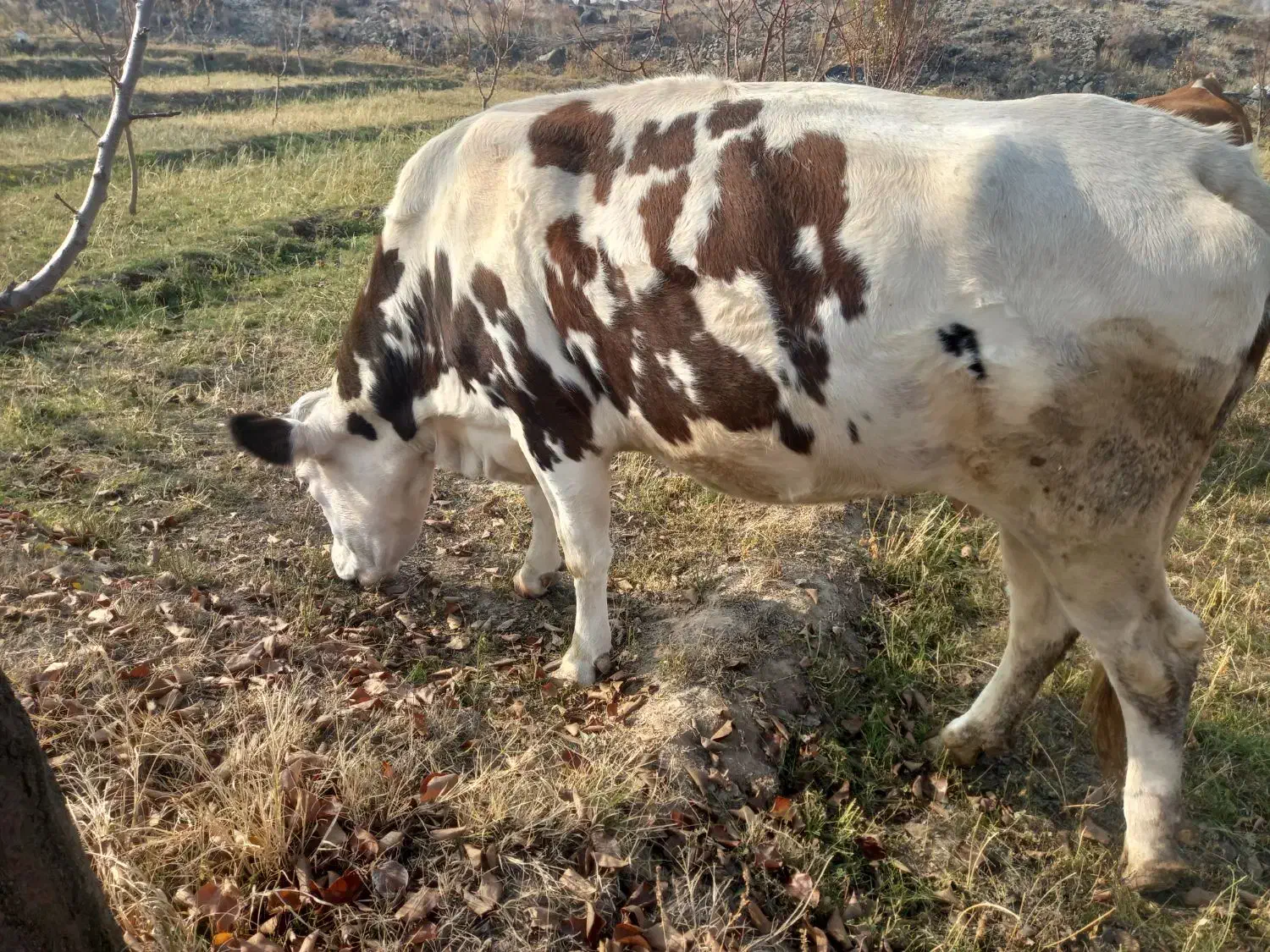 گاو سیمینتال|حیوانات مزرعه|پلدشت, |دیوار