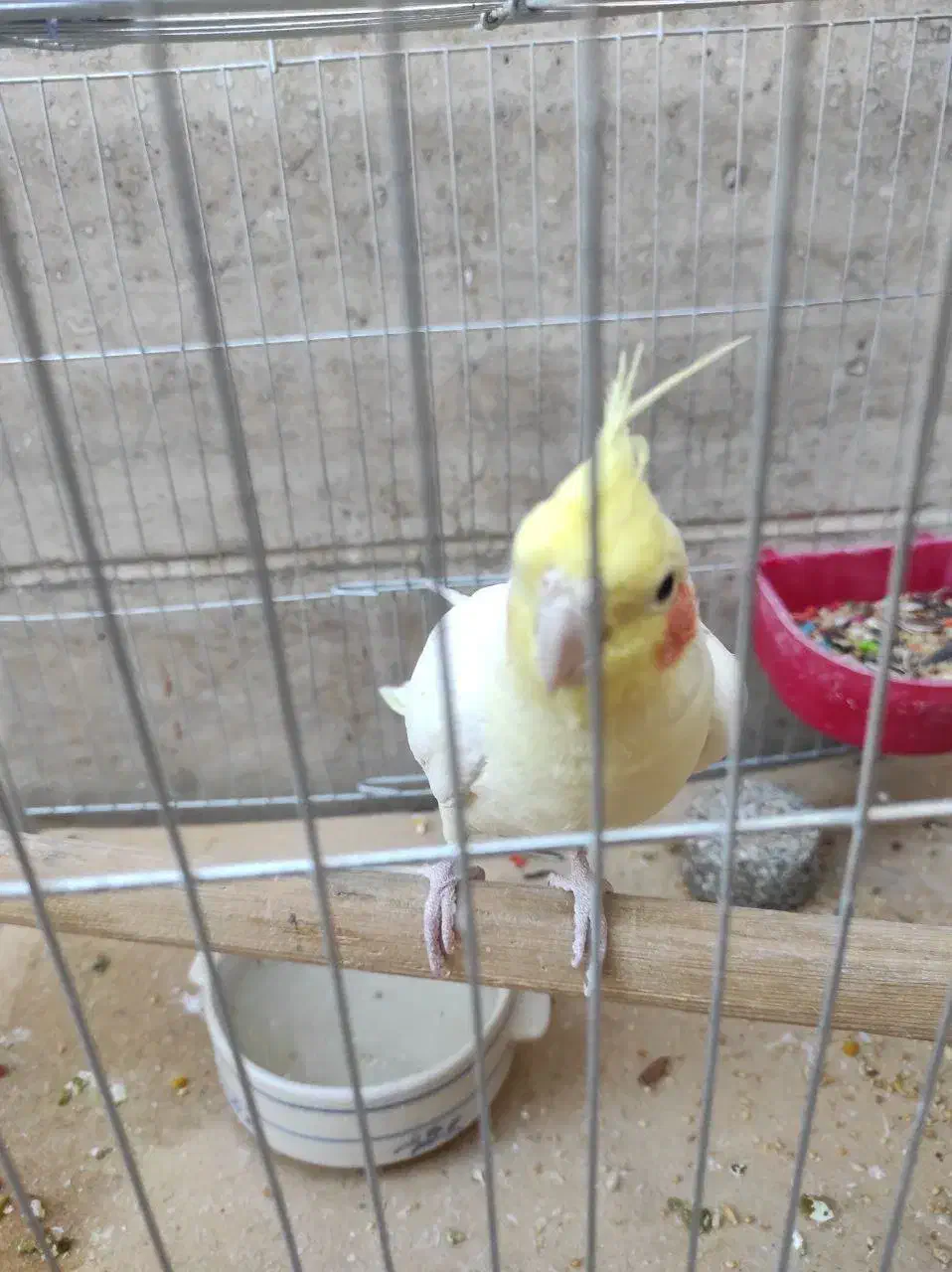 طوطی هلندی نر پیکو گل پسر|پرنده|ایلام, |دیوار