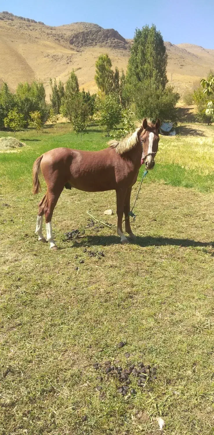 اسب نریان|اسب و تجهیزات اسبسواری|ازنا, |دیوار