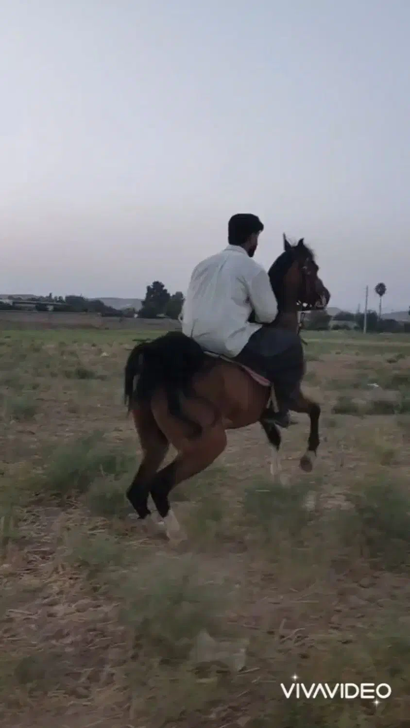 سیلمیبرای کشش|اسب و تجهیزات اسبسواری|شیراز, سلطان آباد|دیوار